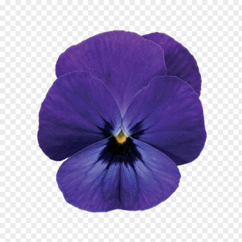 Cornuta Viola Violet Pansy Lilac Color PNG