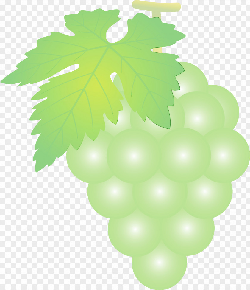 Grape Green Leaf Grapevine Family Seedless Fruit PNG