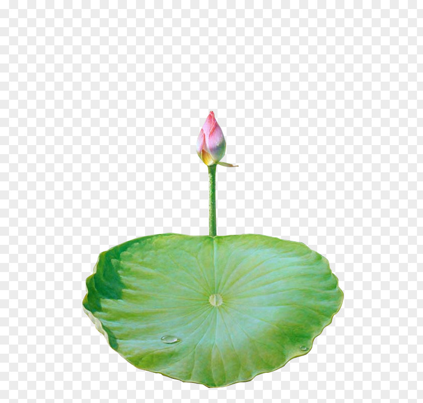 Lotus Leaf Nelumbo Nucifera Effect Icon PNG
