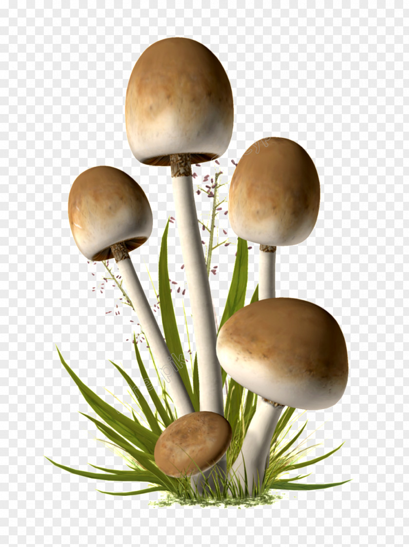 Mushroom Edible Image Parasol PNG