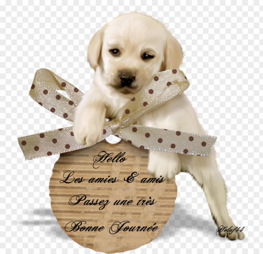 Puppy Labrador Retriever Companion Dog .de Centerblog PNG