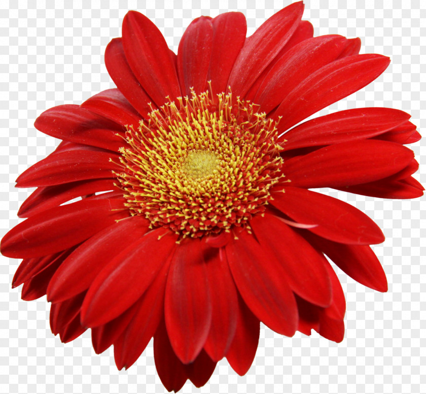 Red Sunflower Transvaal Daisy Common Clip Art PNG