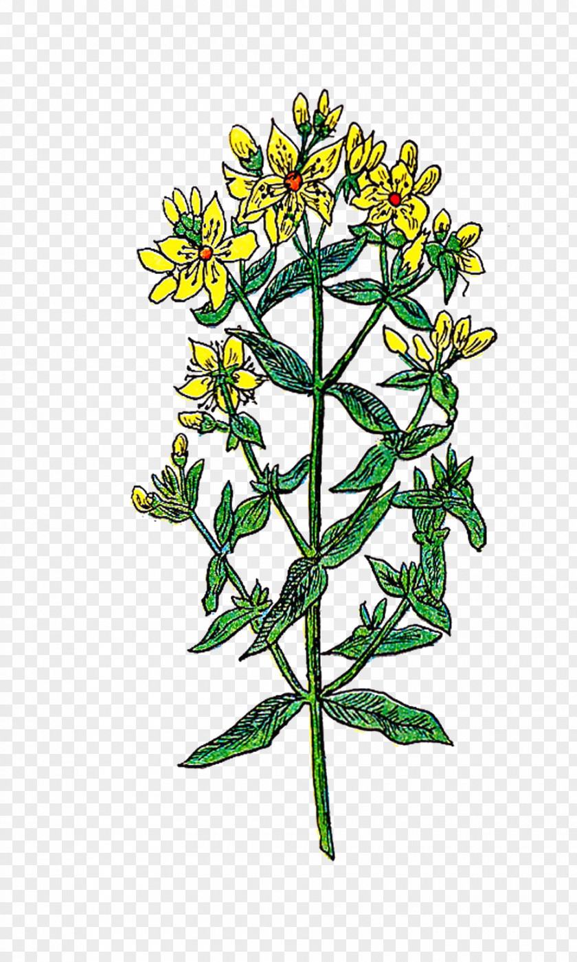 Botanical Flowers Flower Clip Art PNG