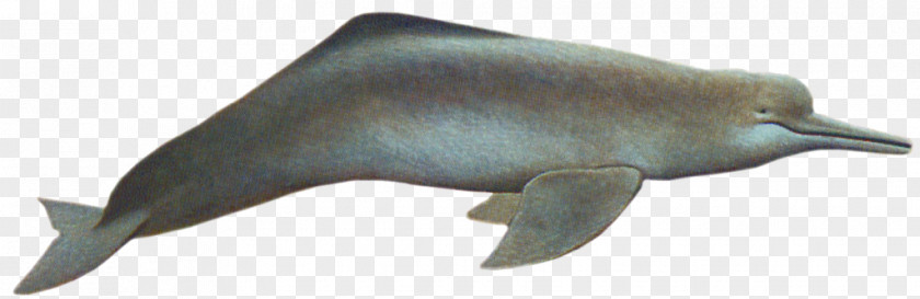 Dolphin Tucuxi Beak Wildlife Animal PNG