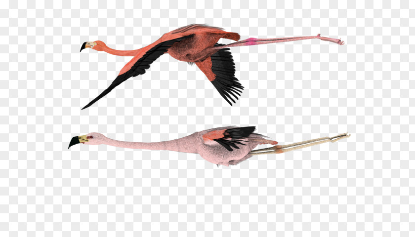 Flying Seagulls Bird Flamingo Clip Art Image PNG