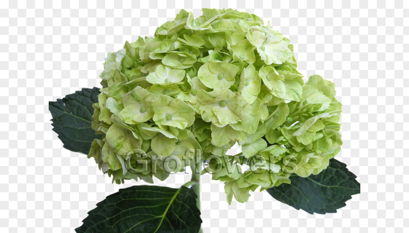 Hydrangea Flower Green French Color Petal PNG