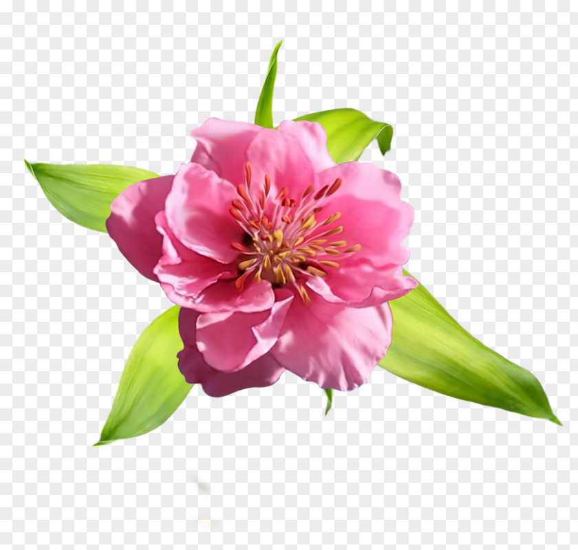 Peony Alstroemeriaceae Petal PNG