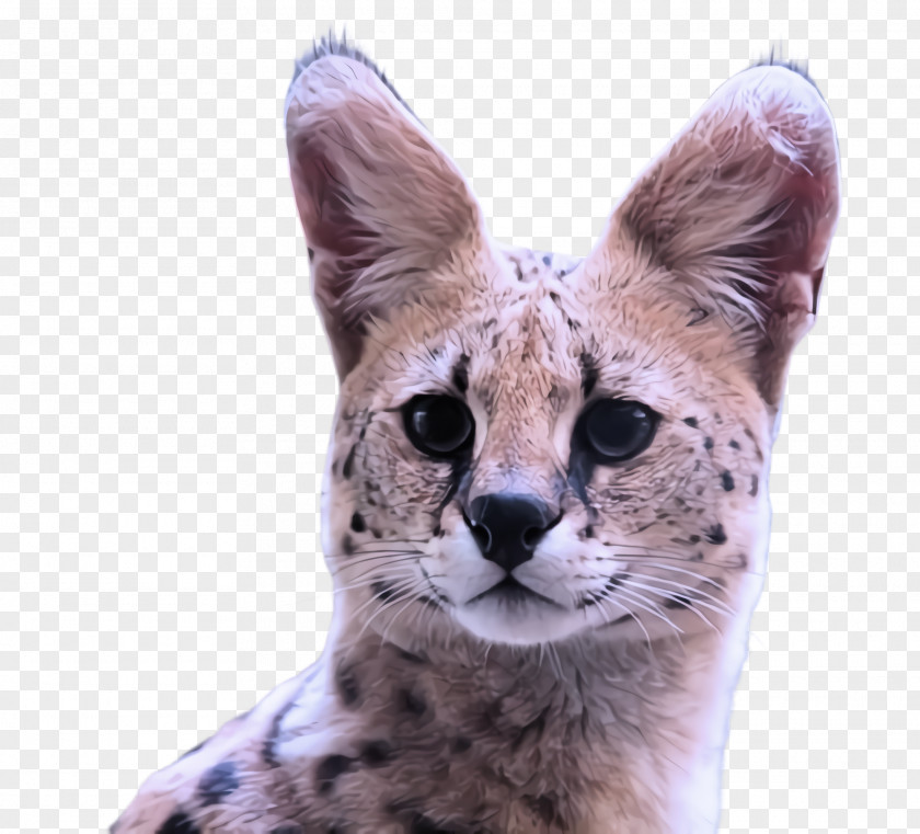Cheetah Terrestrial Animal Small To Medium-sized Cats Wildlife Cat Whiskers PNG