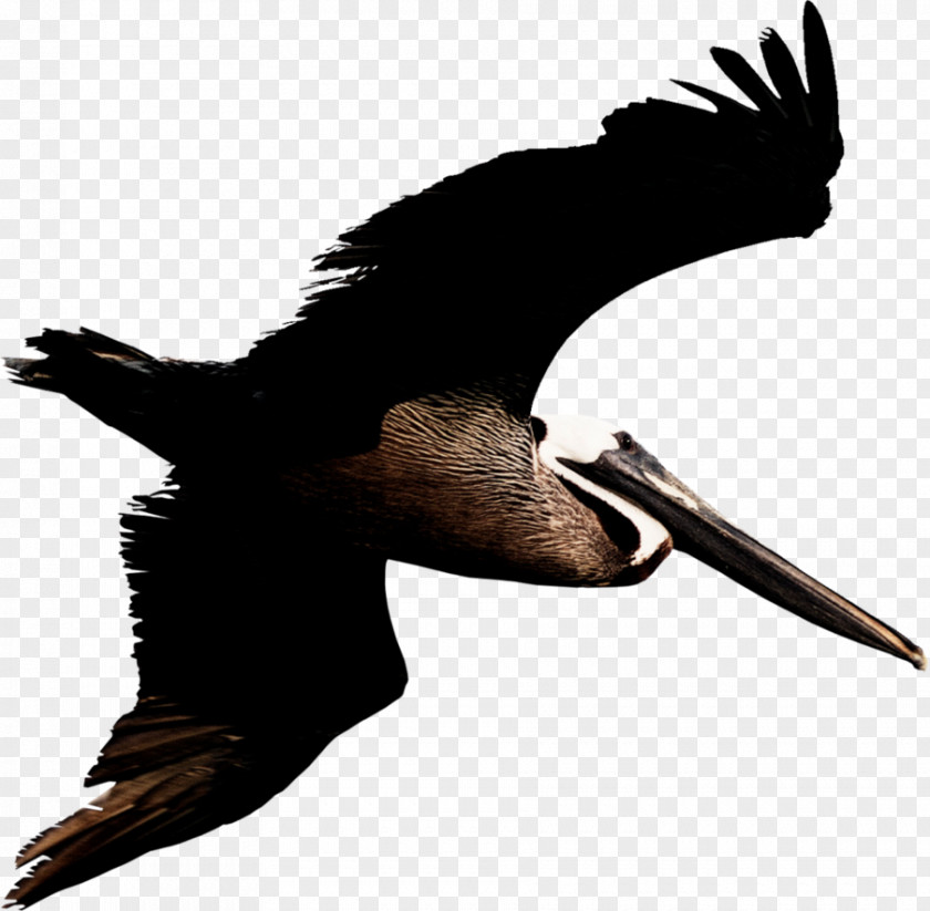 Macaw Brown Pelican Bird Photography Clip Art PNG