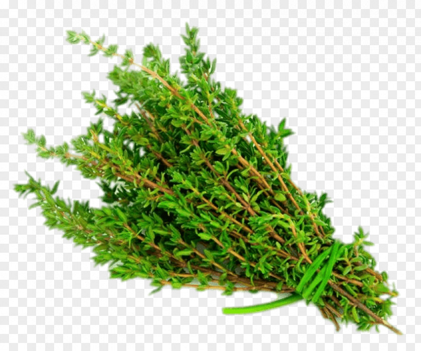Vegetable Garden Thyme Herb Mints PNG