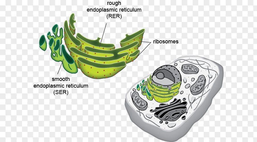 Biological Scene Smooth Endoplasmic Reticulum Eukaryote Cell Organelle PNG