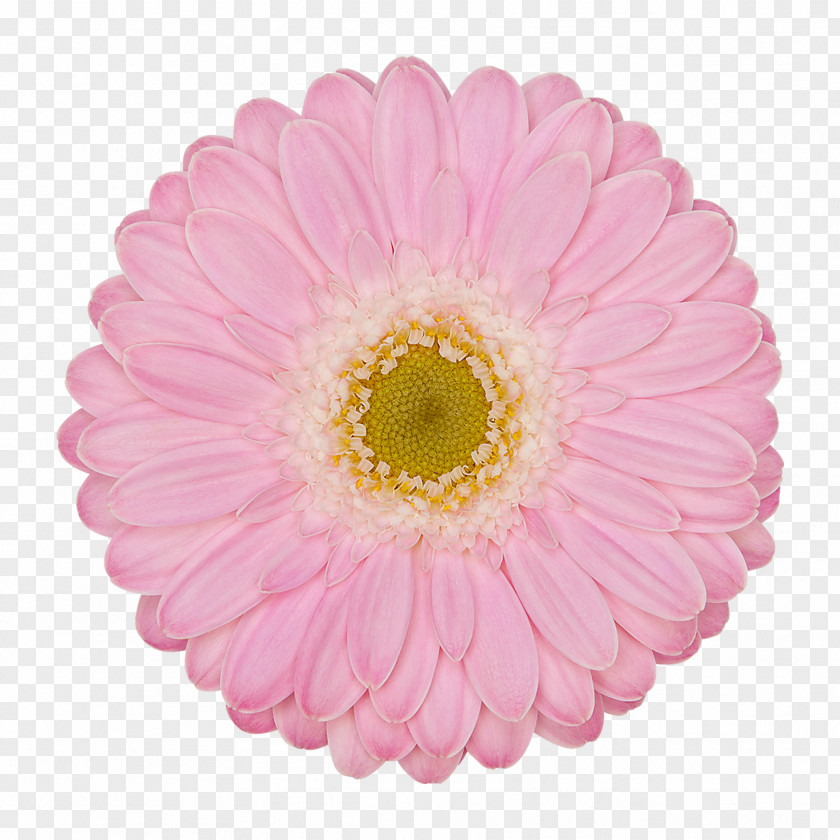 Gerbera Transvaal Daisy SRAM Corporation Red Bicycle Color PNG