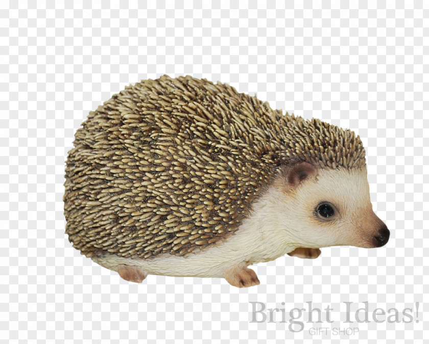 Hedgehog Baby Hedgehogs Figurine Ornament Garden PNG