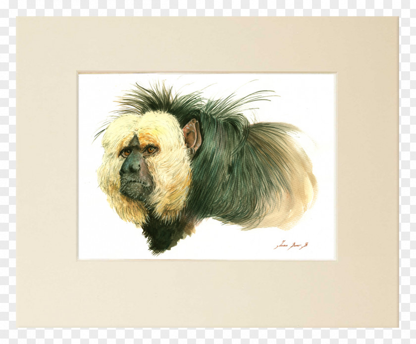 Painting White-faced Saki Fine Art Watercolor PNG