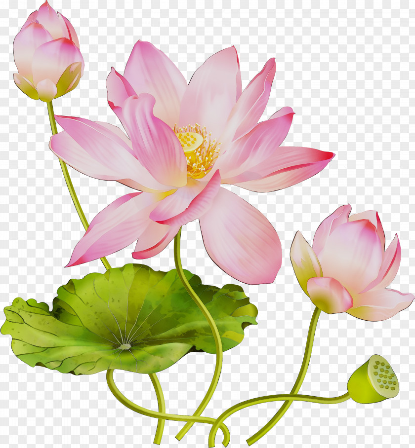 Sacred Lotus Floral Design Cut Flowers Artificial Flower PNG