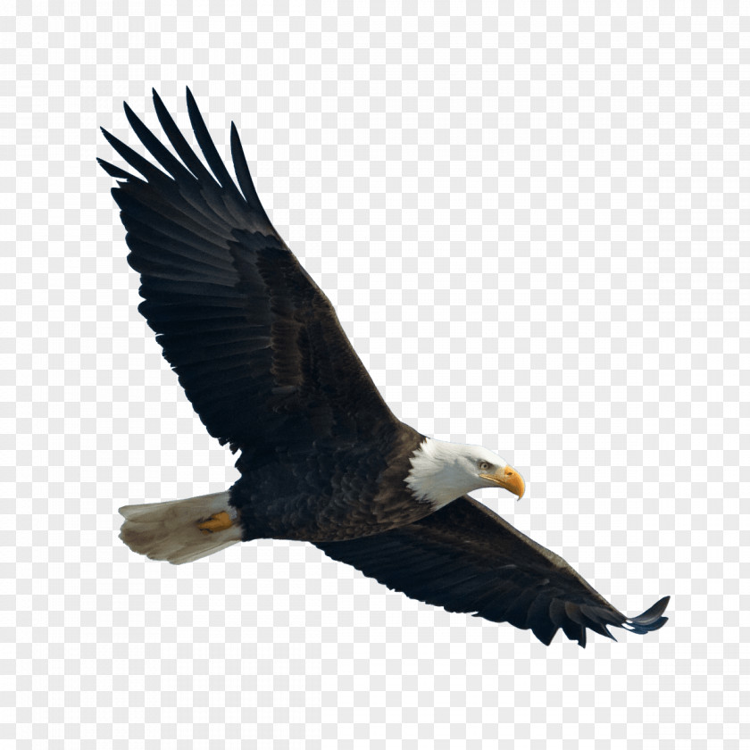 Bird The Bald Eagle / El Guila Calva PNG