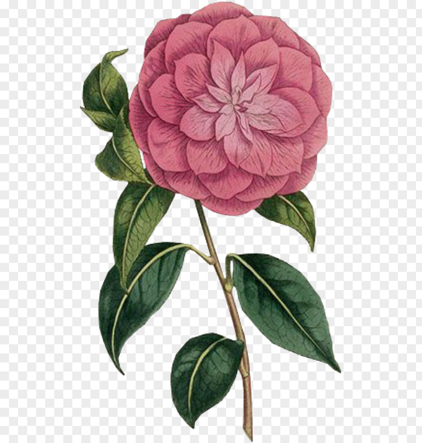 China Rose Family Pink Flower Cartoon PNG