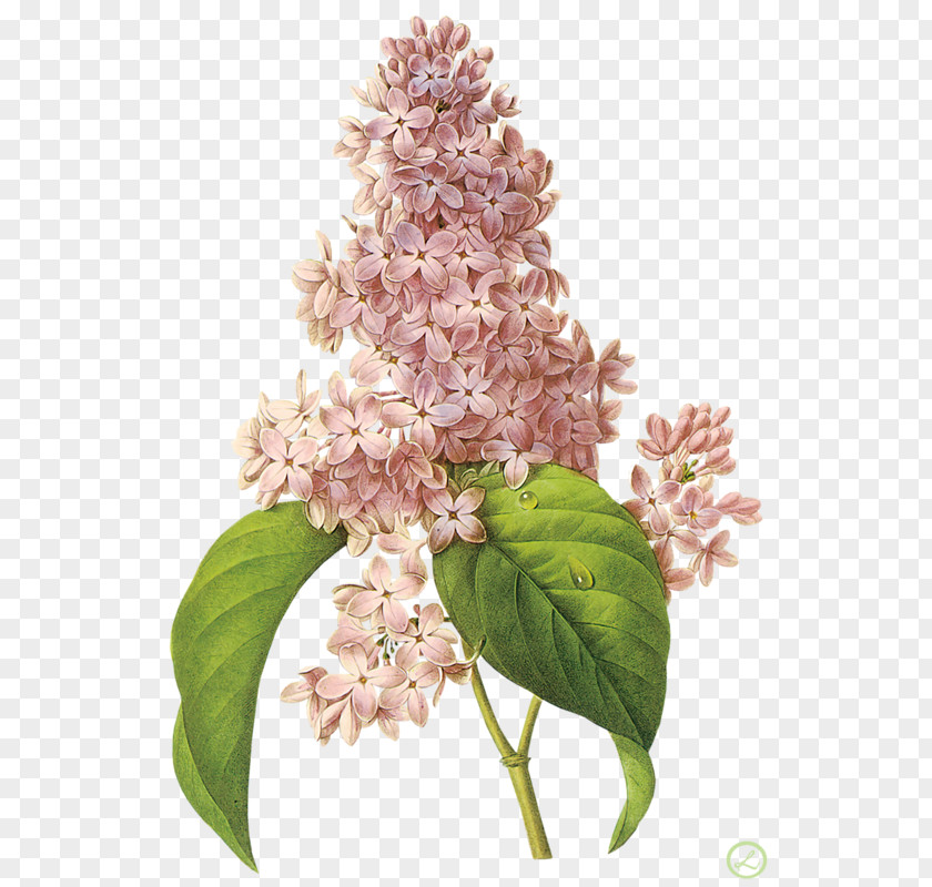 Flower Choix Des Plus Belles Fleurs Art Botany PNG