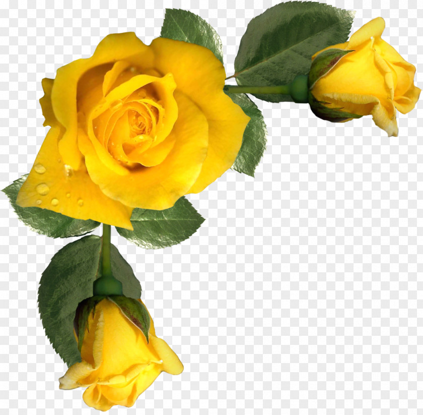 Flower Yellow Picture Frames Rose Clip Art PNG
