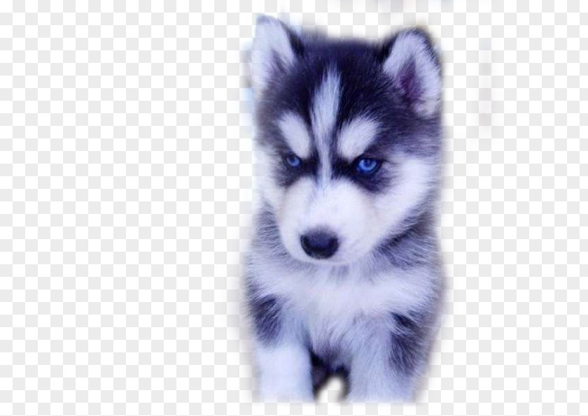 Husky Childhood Siberian Papillon Dog Alaskan Malamute PNG