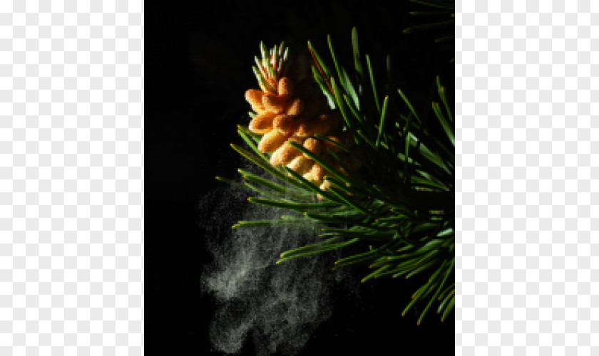 Battlefield Of Gunpowder Pine Pollen Fir Conifer Cone PNG