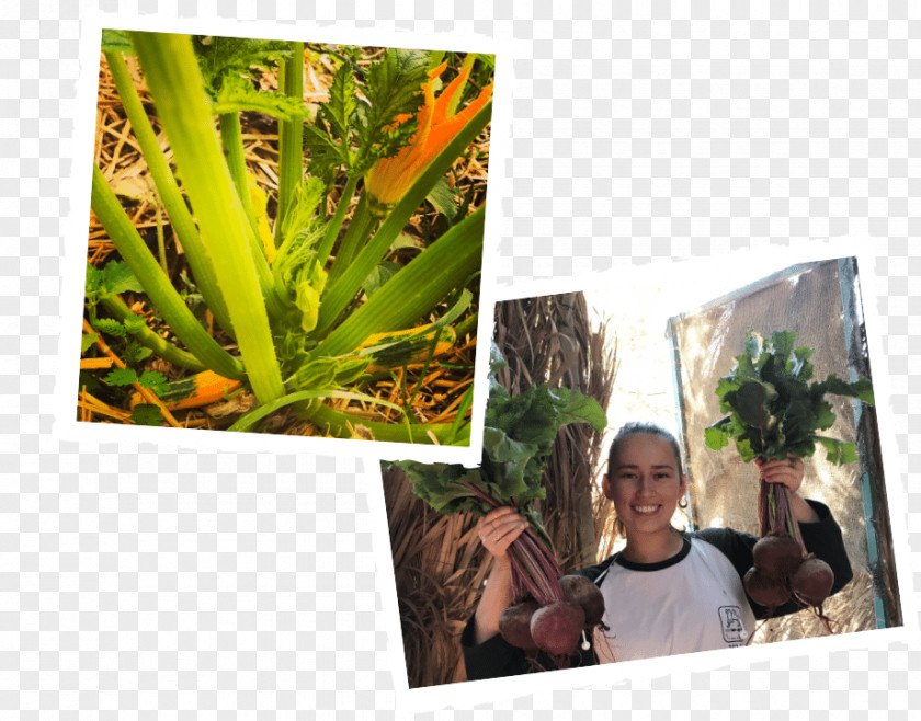 Organic Trash Garden קיבוץ לוטן Farming Kibbutz Lotan Agriculture PNG