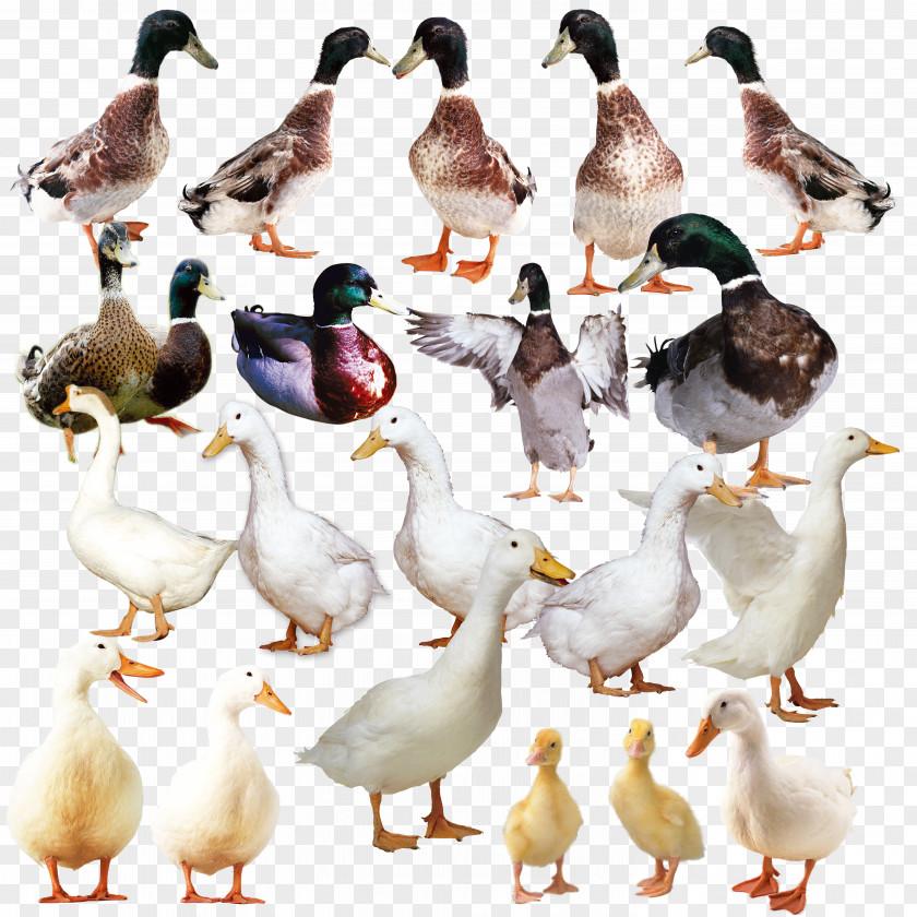 Real Duck The Ugly Duckling Goose Domestic PNG