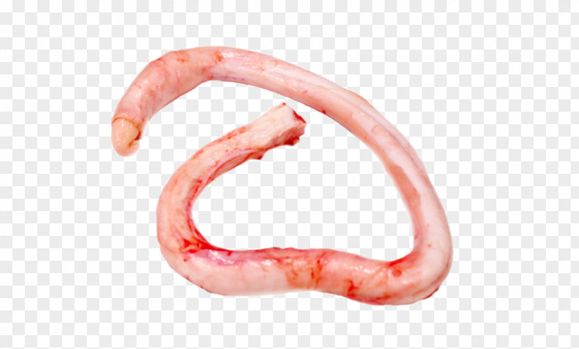 Worm Animal Source Foods Close-up Mouth PNG