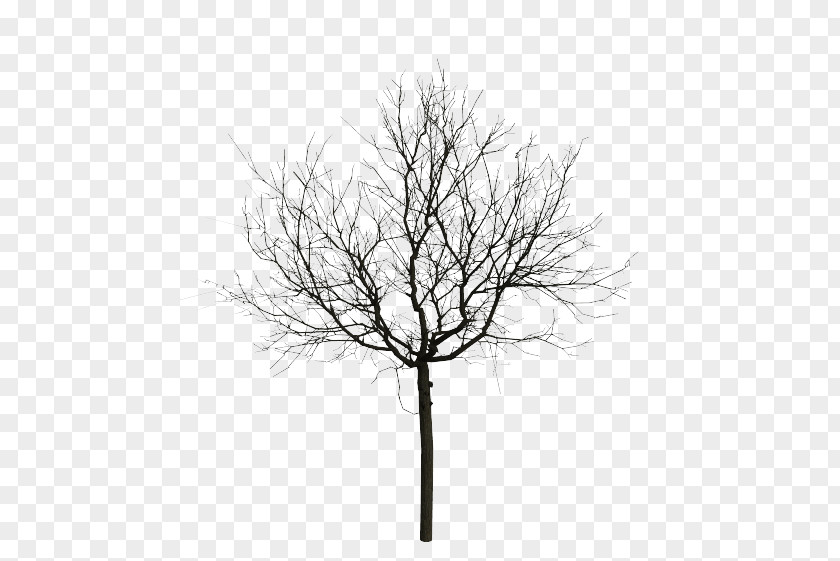 Black Tree Animation Stock Photography PNG