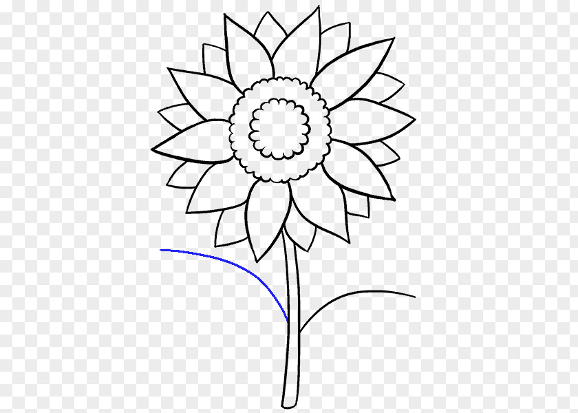 Solitary Vector Drawing Common Sunflower Art Sketch PNG