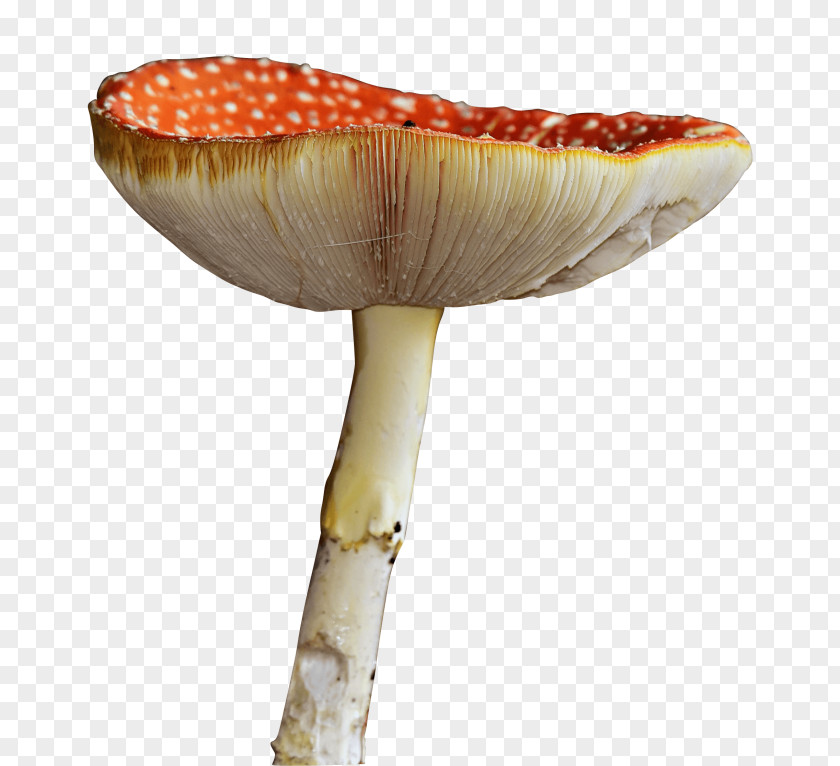 Agaricus Plant Stem Mushroom Cartoon PNG