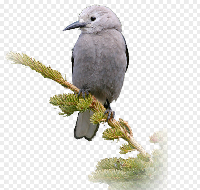 Bird Beak Passerine Feather Branching PNG