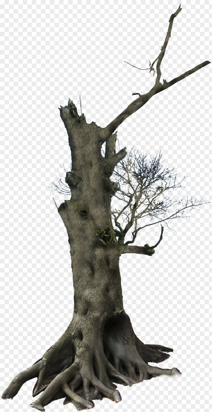 Dead Tree Branches Material 098 PNG tree branches material clipart PNG