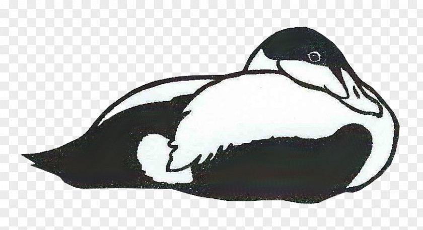 Duck Penguin Drawing /m/02csf Fauna PNG