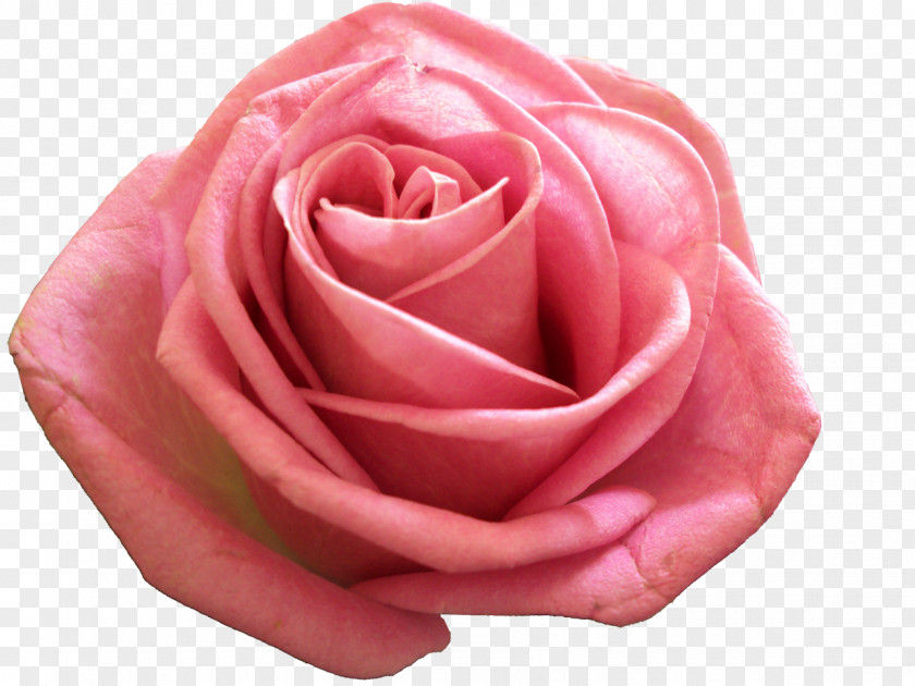 Pink Rose Photography Flower PNG
