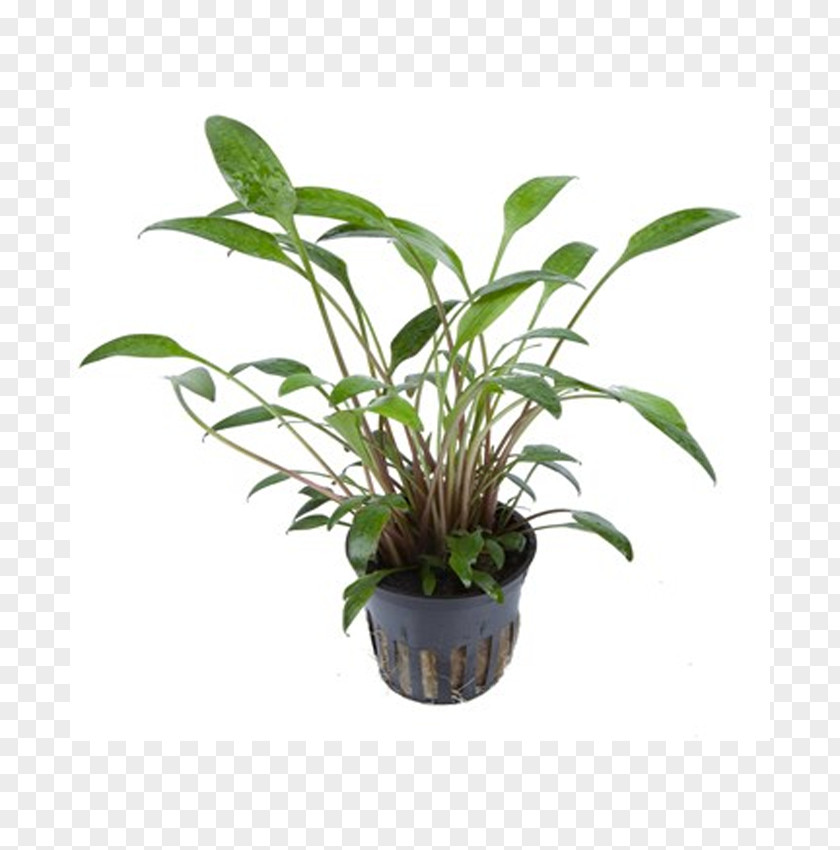 Plant Cryptocoryne × Willisii Wendtii Aquarium Crispatula Aquatic Plants PNG