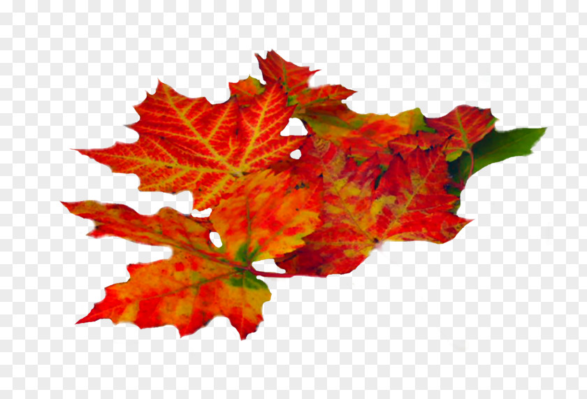 Autumn Leaf Maple Summer Image PNG