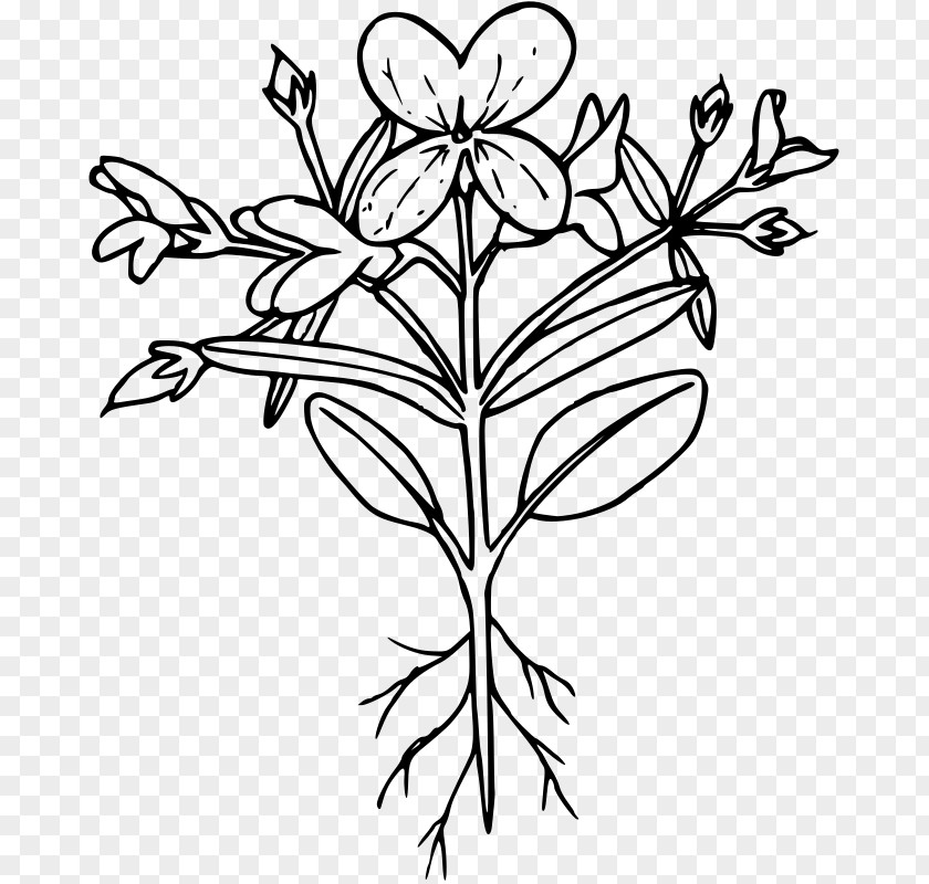 Collinsia Verna Clip Art PNG