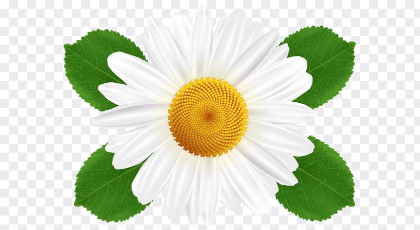 Daisy Flower Common Oxeye Clip Art PNG