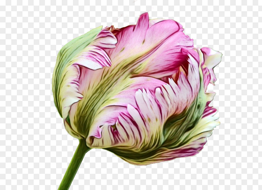 Drawing Image Watercolor Painting Flower Design PNG
