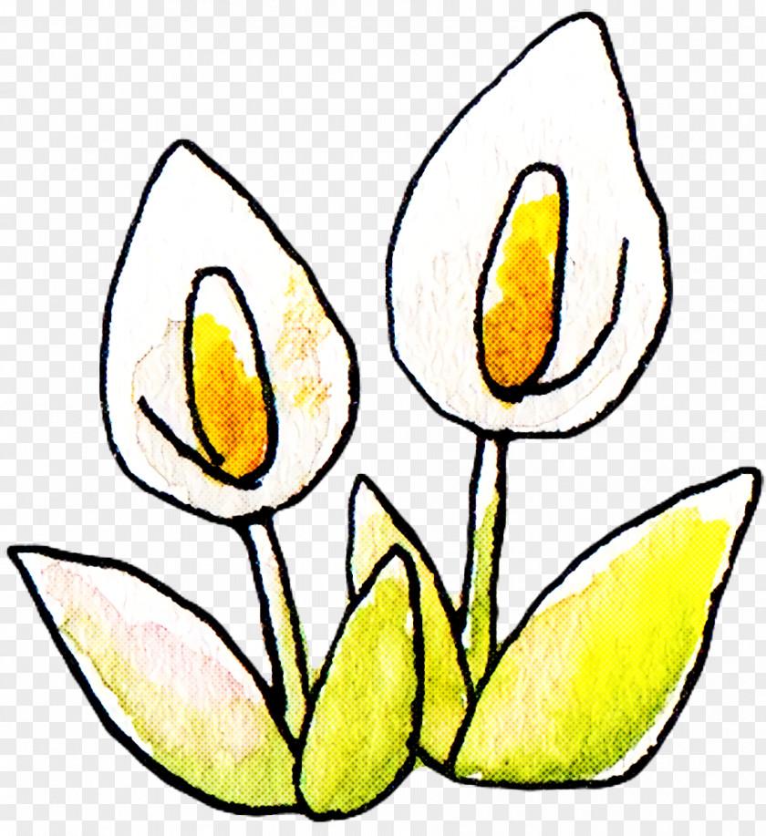 Line Art Tulip Cut Flowers Petal Watercolor Painting PNG
