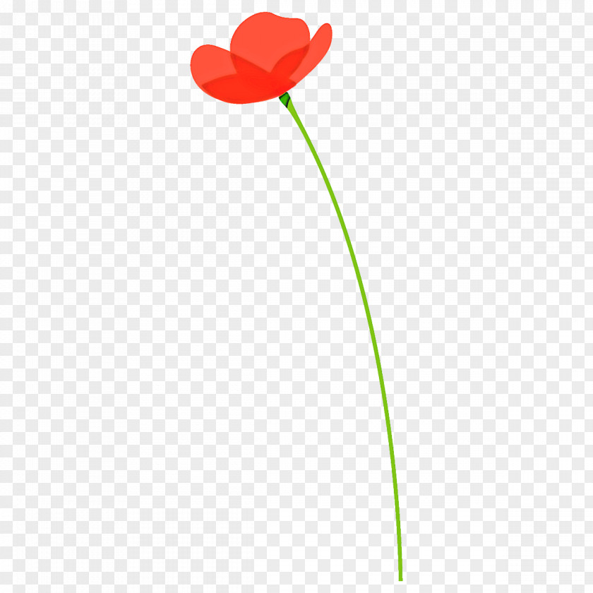 Poppy Flower PNG