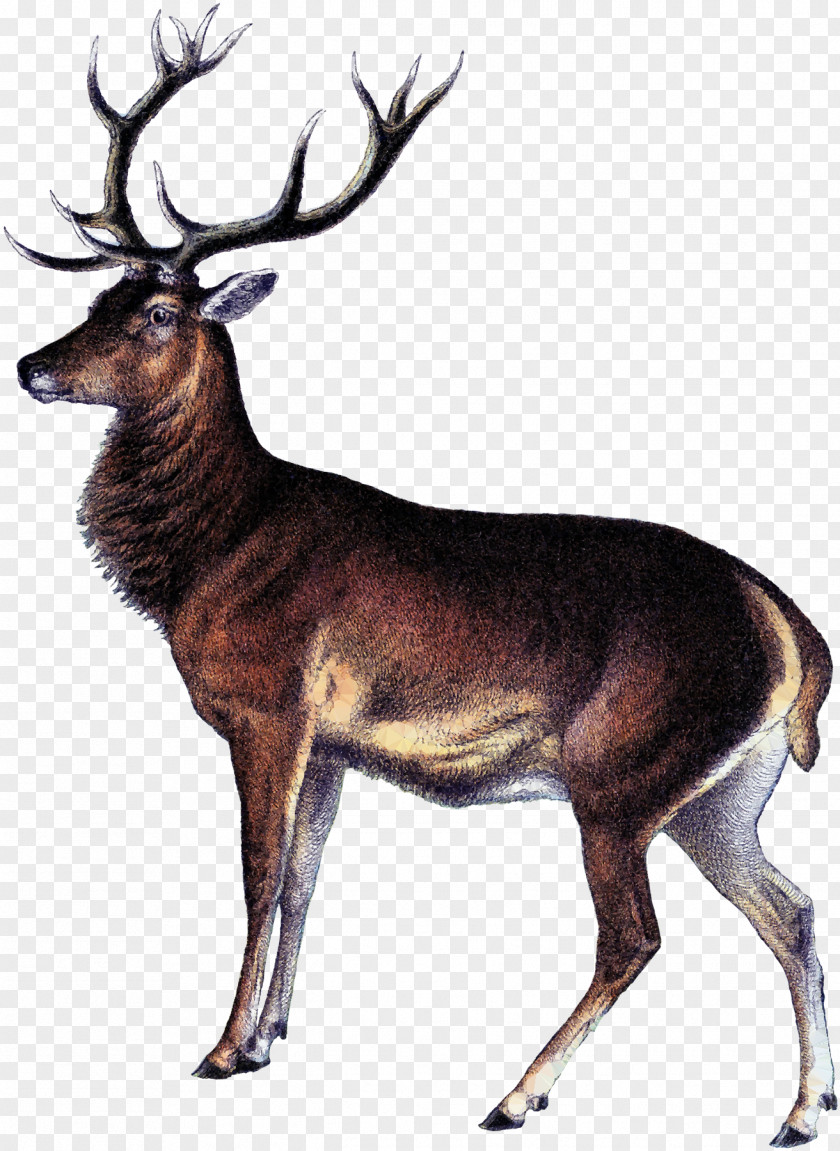 White-tailed Deer Elk Reindeer Hunting PNG