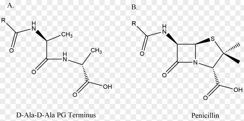 DD-transpeptidase Penicillin Binding Proteins Alanine β-lactam Antibiotic PNG