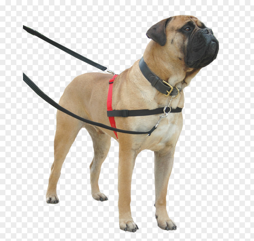 Dog Collar Harness Leash Halter PNG