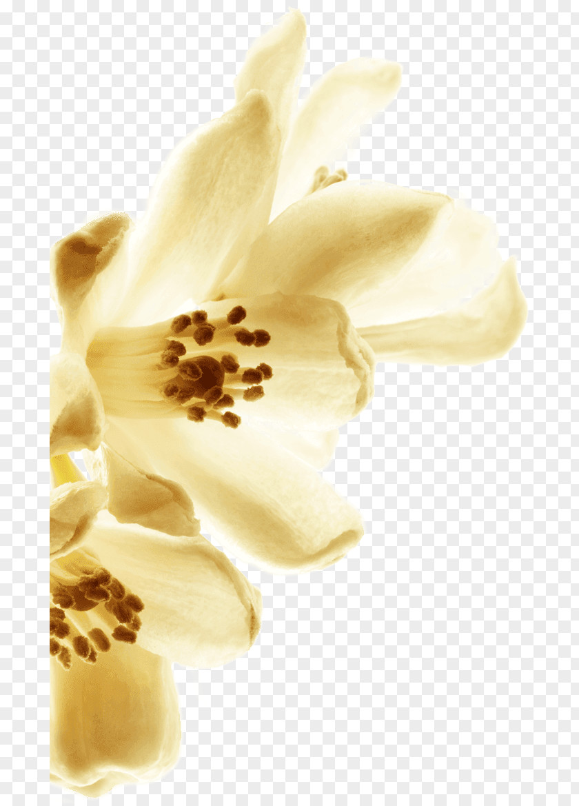 Fragrant Flowers Chanel Grasse Tuberose Petal Flower PNG