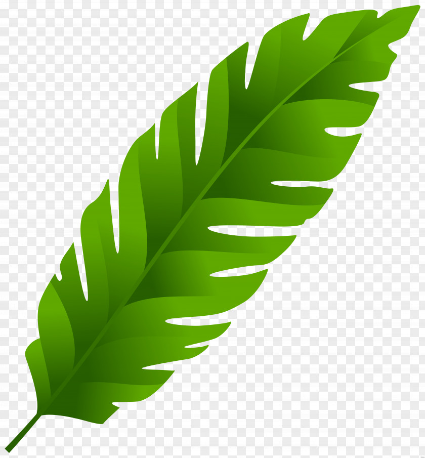 Leafs Banana Leaf Palm-leaf Manuscript Clip Art PNG