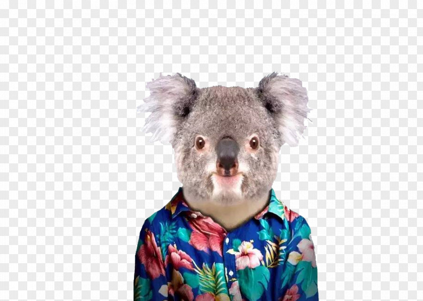 Mr. Koala T-shirt Zoo Portraits Spreadshirt PNG