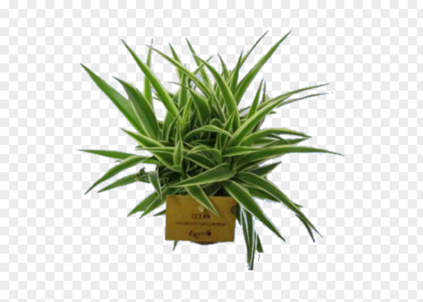 Plant Flowerpot Houseplant Tropical Woody Bamboos PNG
