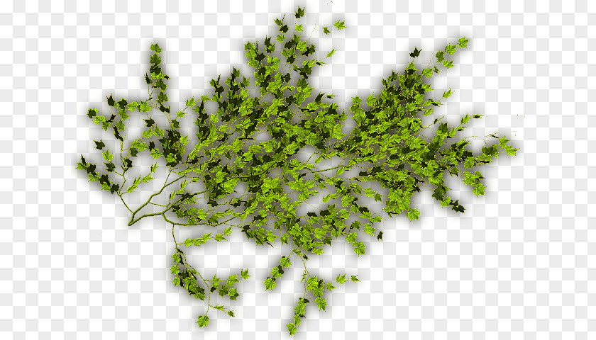 Green Vine Vegetation Leaf Plant Stem Lawn Font PNG